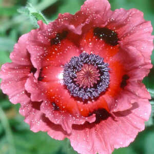 PAPAVER orientale 'Patty's Plum'