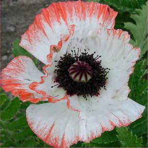 PAPAVER orientale 'Pinnacle'