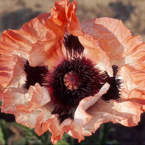 PAPAVER orientale 'Picotee'