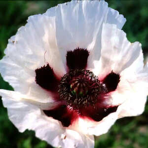 PAPAVER orientale 'Royal Wedding' blanc