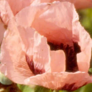 PAPAVER orientale 'Wunderkind'