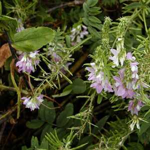 PARAHEBE perfoliata