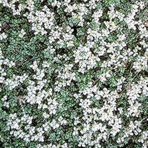 PARONYCHIA kapela ssp. serpyllifolia