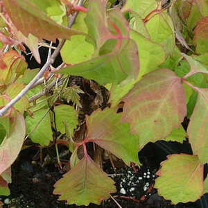 PARTHENOCISSUS tricuspidata 'Veitchii'