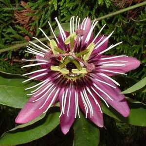 PASSIFLORA victoria