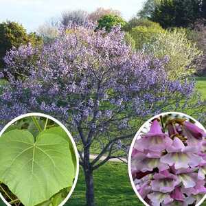 PAULOWNIA fortunei 'April Light'