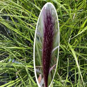 PENNISETUM alopecuroides 'National Arboretum'
