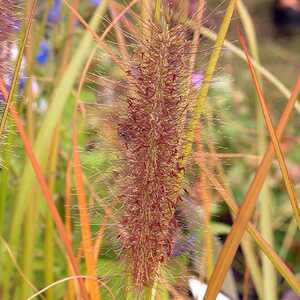 PENNISETUM alopecuroides var. viridescens