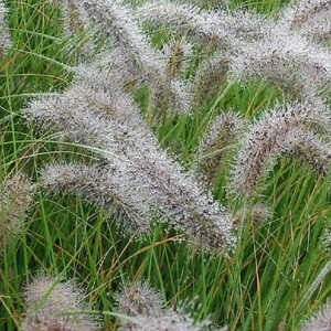 PENNISETUM alopecuroides