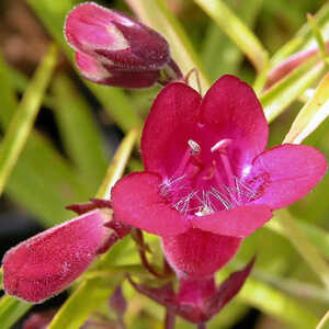 PENSTEMON 'Andenken an Friedrich Hahn'