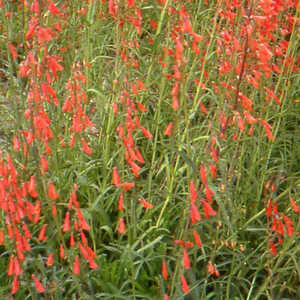 PENSTEMON barbatus 'Coccineus'