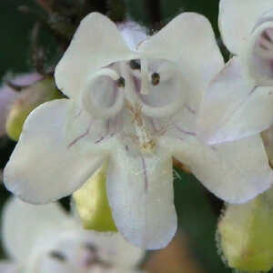 PENSTEMON digitalis 'Husker's Red'