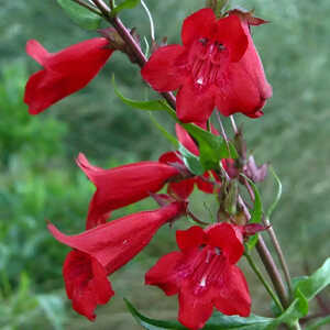 PENSTEMON 'Fire Bird'