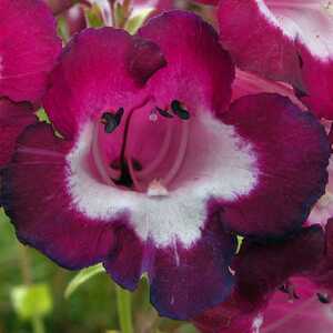 PENSTEMON 'Gloire des Quatre Rues'