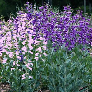 PENSTEMON grandiflorus 'Prairie Jewel'