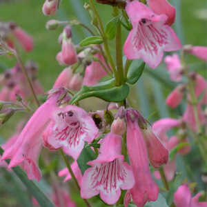 PENSTEMON 'Hewell Pink Bedder'