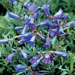 PENSTEMON heterophyllus 'Züriblau'