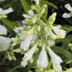 PENSTEMON hirsutus var. pygmaeus f. albus