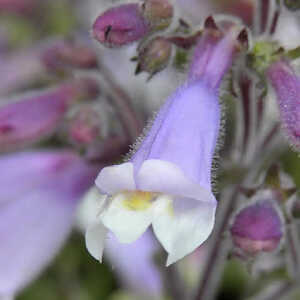 PENSTEMON hirsutus var. pygmaeus