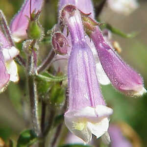 PENSTEMON hirsutus (pubescens)