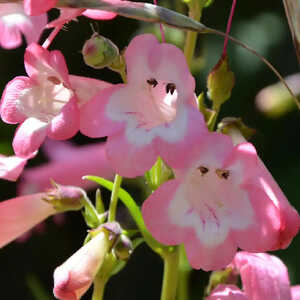 PENSTEMON 'Kilimanjaro'