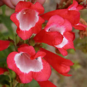 PENSTEMON 'Le Phare'