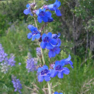 PENSTEMON mensarum