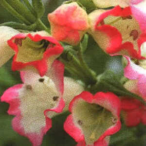 PENSTEMON 'Osprey'