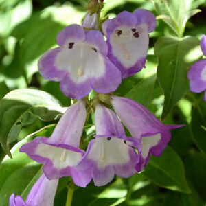 PENSTEMON 'Pensham Czar'