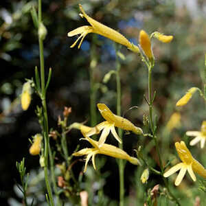 PENSTEMON pinifolius 'Mersea Yellow'