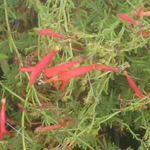 PENSTEMON pinifolius