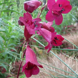 PENSTEMON 'Rich Ruby'