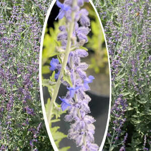 PEROVSKIA (atriplicifolia) 'Blue Spire'