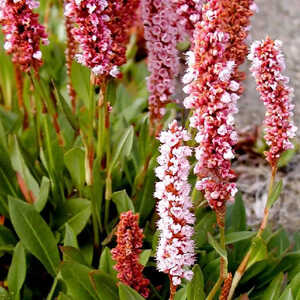 PERSICARIA affinis 'Darjeeling Red'