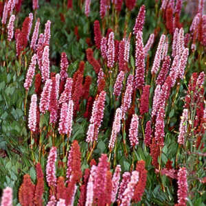 PERSICARIA affinis 'Donald Lowndes'