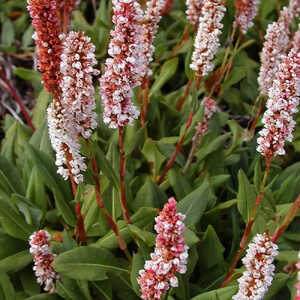 PERSICARIA affinis 'Superba'