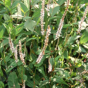 PERSICARIA amplexicaulis 'Alba'