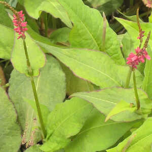 PERSICARIA amplexicaulis 'JS Caliente'®