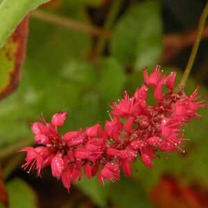 PERSICARIA amplexicaulis 'Firetail'