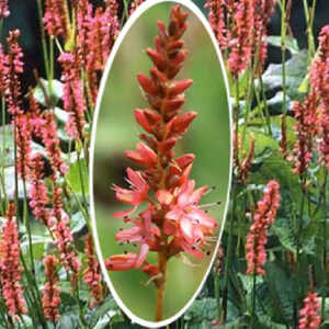 PERSICARIA amplexicaulis 'Orange Field'®