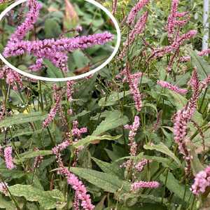 PERSICARIA amplexicaulis 'Pink Elephant'