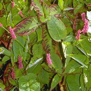 PERSICARIA amplexicaulis 'Speciosa' ('Atrosanguine