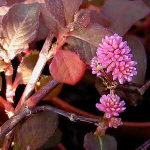 PERSICARIA capitata