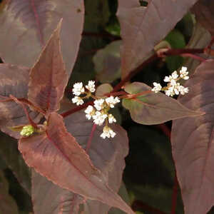 PERSICARIA microcephala 'Red Dragon' ®