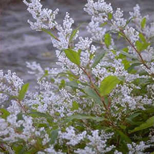 PERSICARIA polystachya (wallichii)