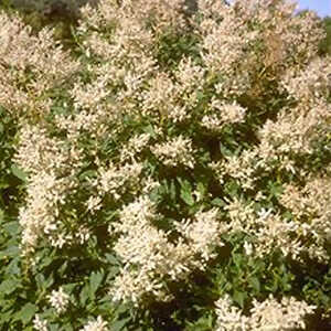 PERSICARIA weyrichii