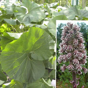 PETASITES japonicus 'Giganteus'