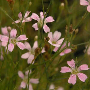 PETRORHAGIA saxifraga