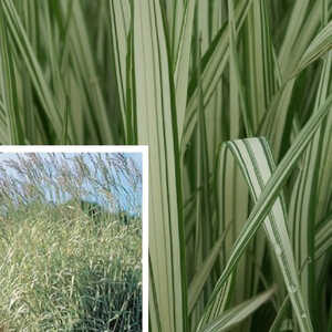 PHALARIS arundinacea 'Feesey'