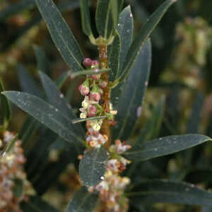 PHILLYREA angustifolia f.rosmarinifolia